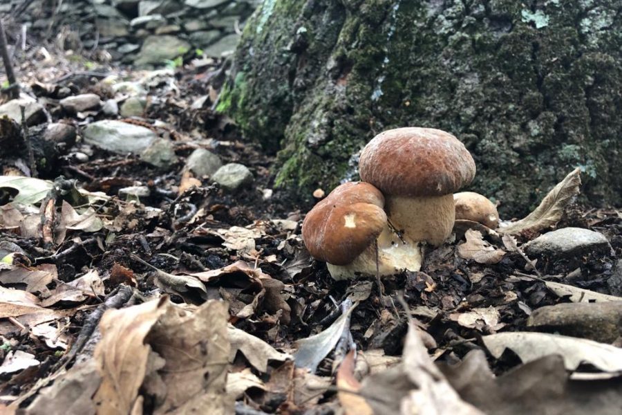 Periodo dei funghi – attenzione a quelli velenosi!
