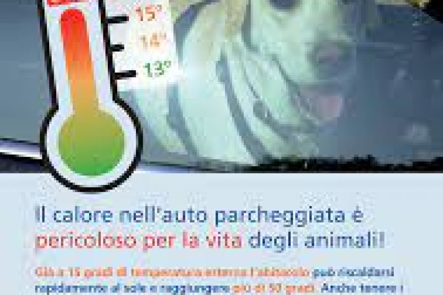 Auto: Trappola mortale – Campagna della Fondazione di protezione degli animali Susy Utziger