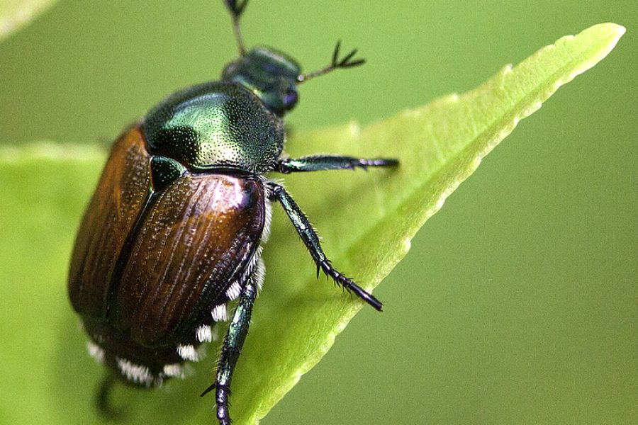 Informazioni per la lotta al coleottero giapponese
