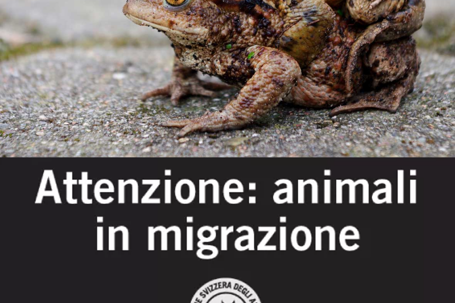 Protezione Svizzera degli Animali – migrazione anfibi