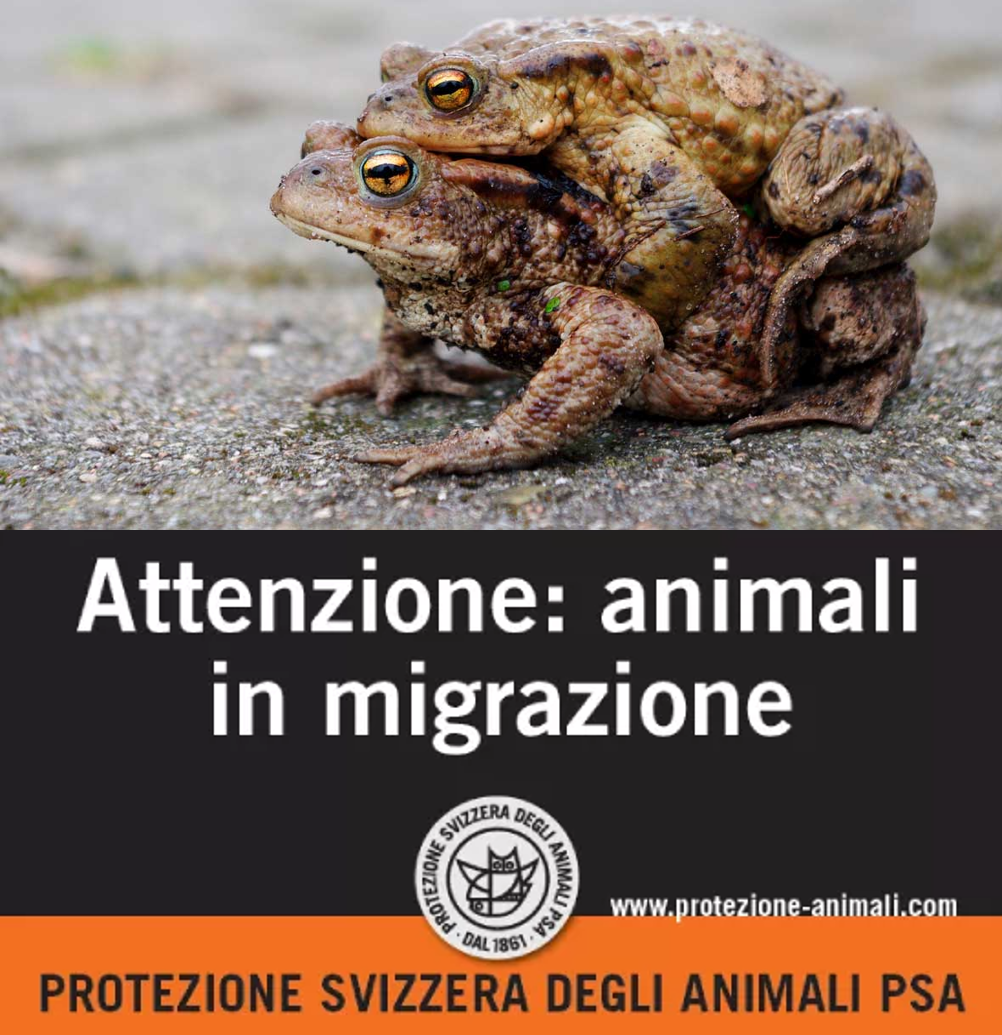 Protezione Svizzera degli Animali – migrazione anfibi