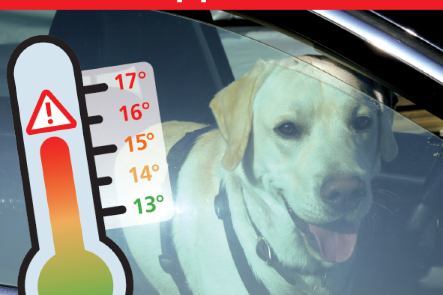 Campagna di sensibilizzazione – pericolo del calore all’interno dell’auto per i cani
