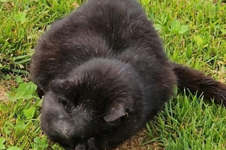 Ritrovamento gatto nero presso prato davanti nuovo asilo in Via Traversee a Taverne