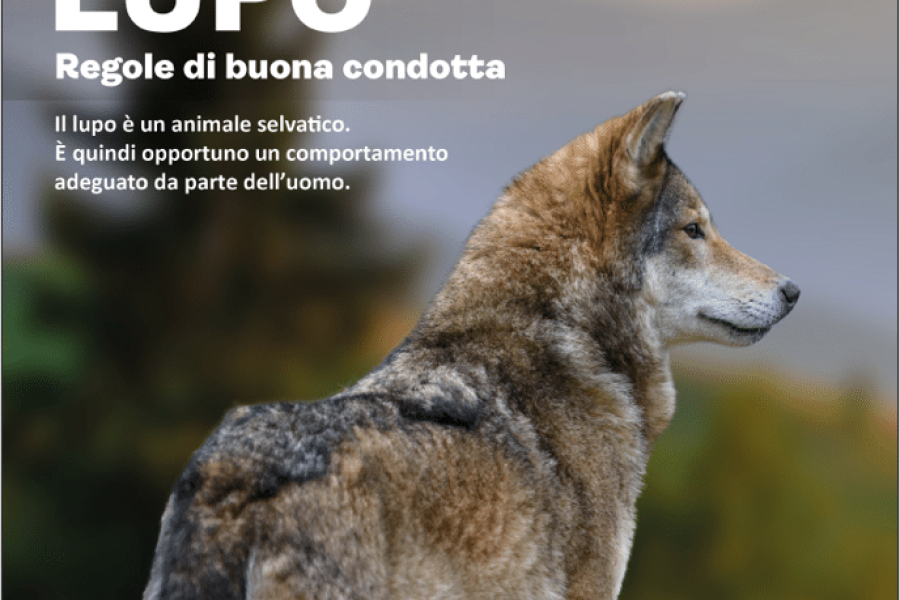 LUPO – Regole di buona condotta